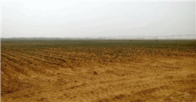油用牡丹高效农业示范种植园区