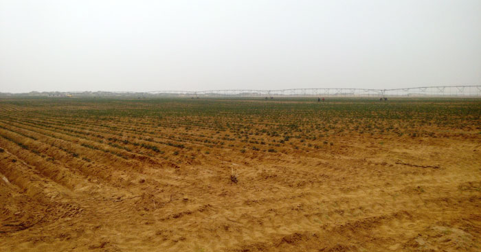 油用牡丹高效农业示范种植园区